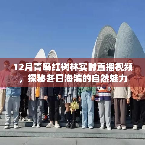 青岛红树林冬季直播，探秘海滨冬日的自然之美