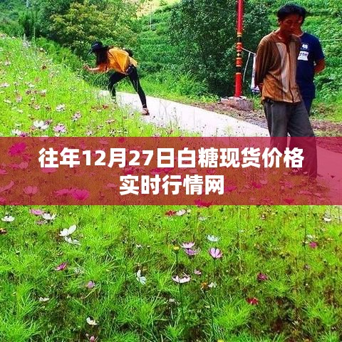 白糖现货实时行情网，历年12月27日价格走势分析