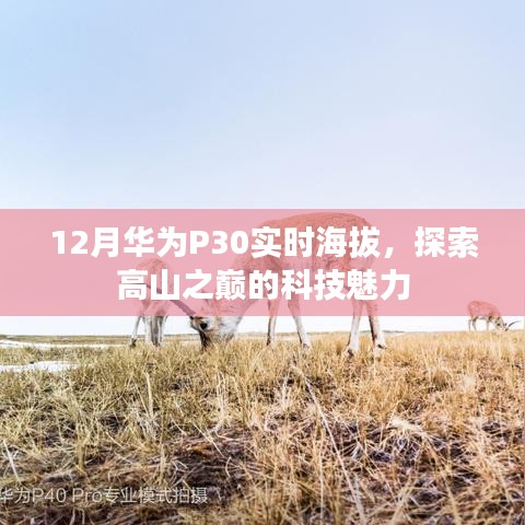 华为P30实时海拔探索，科技魅力之巅