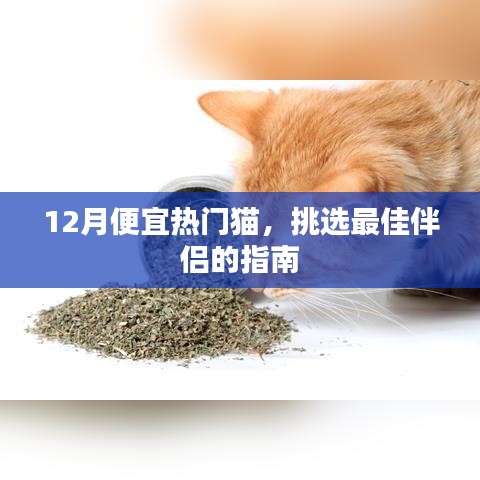12月优惠好猫挑选指南,热门猫咪伴侣推荐