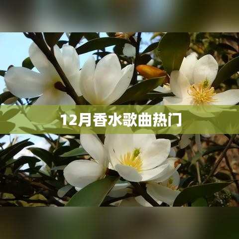 12月香水歌曲大热,旋律迷人