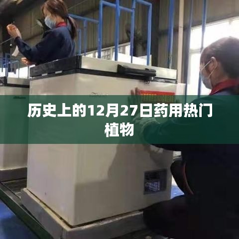 药用热门植物的历史,揭秘12月27日背后的故事