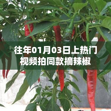 热门视频同款摘辣椒教程,步骤详解