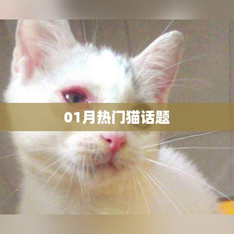精选猫话题热议榜单,一月热议猫话题盘点