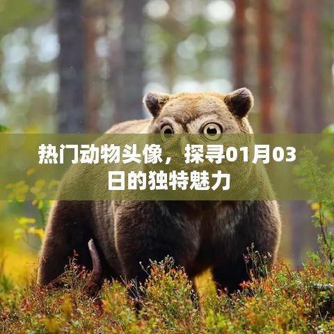 热门动物头像的魅力,探寻最新独特风采