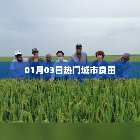 良田热门城市资讯速递,01月03日动态概览