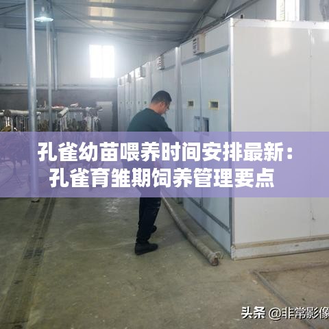 孔雀幼苗喂养时间安排最新:孔雀育雏期饲养管理要点