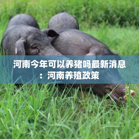 河南今年可以养猪吗最新消息：河南养殖政策 