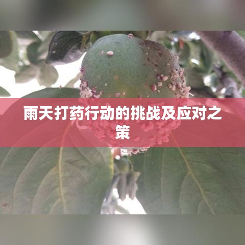 雨天打药行动的挑战及应对之策
