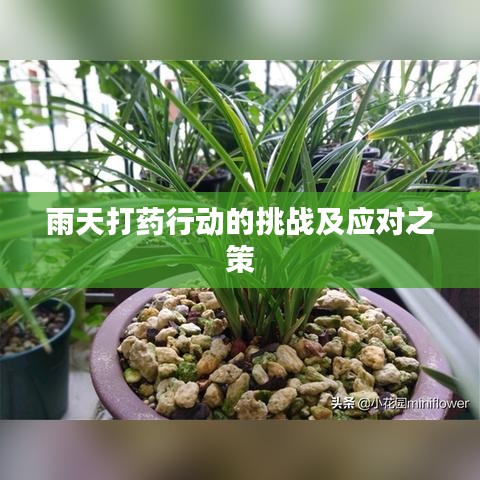 雨天打药行动的挑战及应对之策