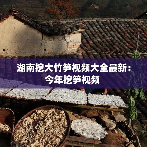 湖南挖大竹笋视频大全最新：今年挖笋视频 