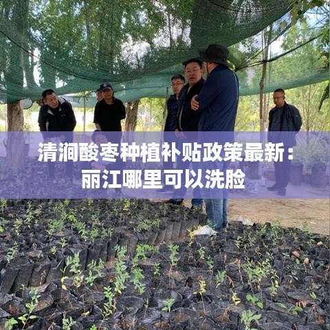 清涧酸枣种植补贴政策最新：丽江哪里可以洗脸 