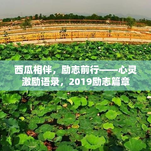 西瓜相伴，励志前行——心灵激励语录，2019励志篇章