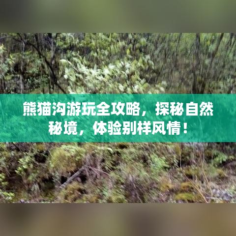 熊猫沟游玩全攻略,探秘自然秘境,体验别样风情!