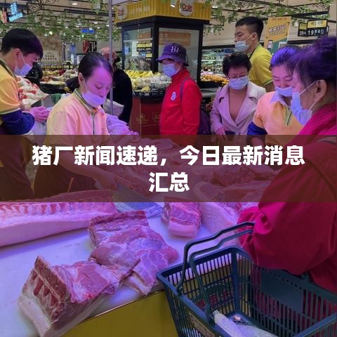 猪厂新闻速递,今日最新消息汇总