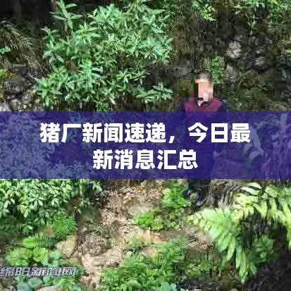 猪厂新闻速递,今日最新消息汇总