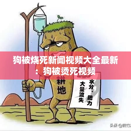 狗被烧死新闻视频大全最新：狗被烫死视频 