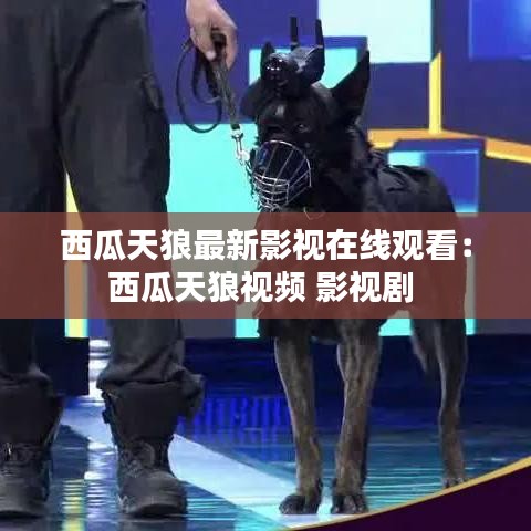 西瓜天狼最新影视在线观看：西瓜天狼视频 影视剧 