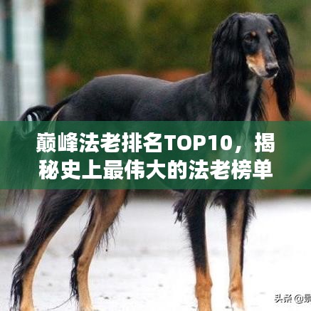 巅峰法老排名TOP10,揭秘史上最伟大的法老榜单