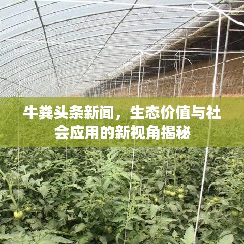 牛粪头条新闻，生态价值与社会应用的新视角揭秘