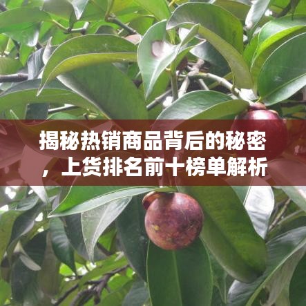 揭秘热销商品背后的秘密，上货排名前十榜单解析