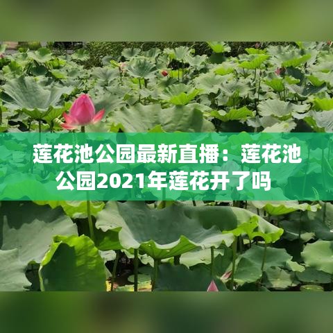 莲花池公园最新直播:莲花池公园2021年莲花开了吗