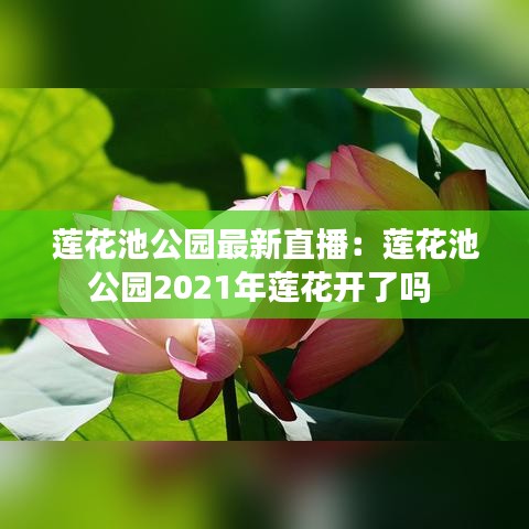 莲花池公园最新直播:莲花池公园2021年莲花开了吗