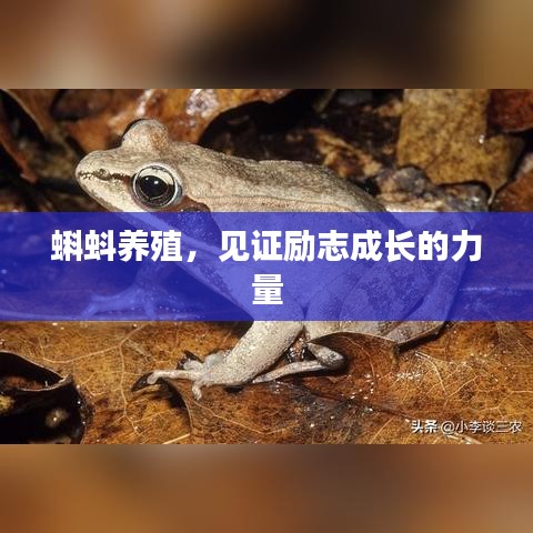 蝌蚪养殖，见证励志成长的力量