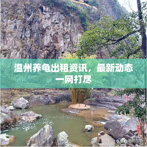 温州养龟出租资讯，最新动态一网打尽