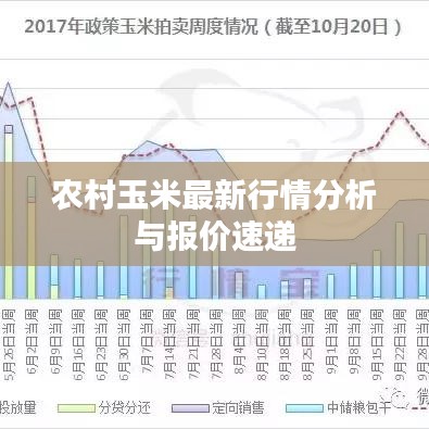 农村玉米最新行情分析与报价速递