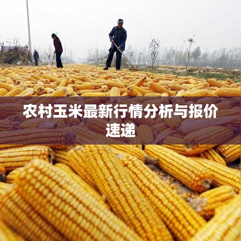 农村玉米最新行情分析与报价速递