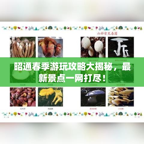 昭通春季游玩攻略大揭秘，最新景点一网打尽！