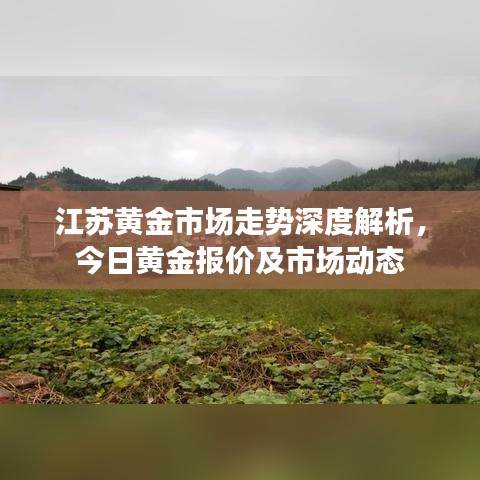 江苏黄金市场走势深度解析，今日黄金报价及市场动态