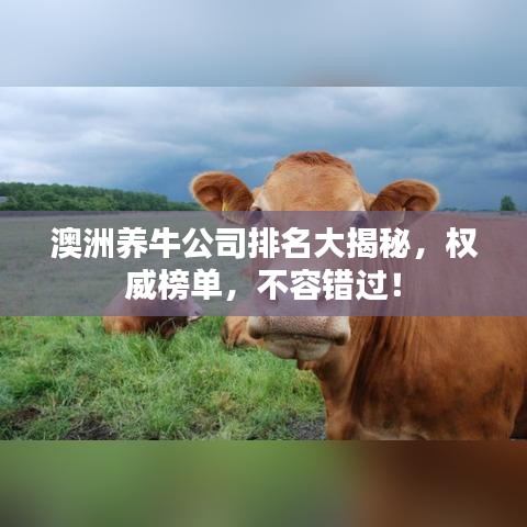 澳洲养牛公司排名大揭秘，权威榜单，不容错过！