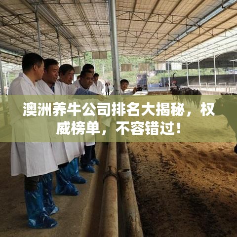 澳洲养牛公司排名大揭秘,权威榜单,不容错过!
