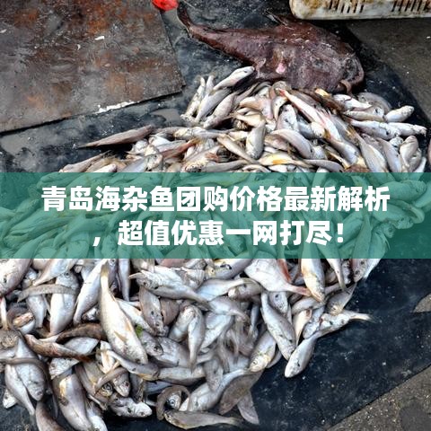 青岛海杂鱼团购价格最新解析,超值优惠一网打尽!