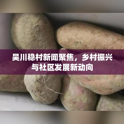 吴川稳村新闻聚焦，乡村振兴与社区发展新动向