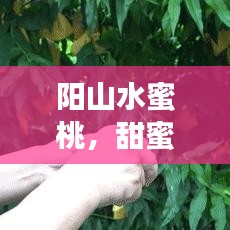 阳山水蜜桃，甜蜜之果盛宴，视觉与味蕾的双重享受