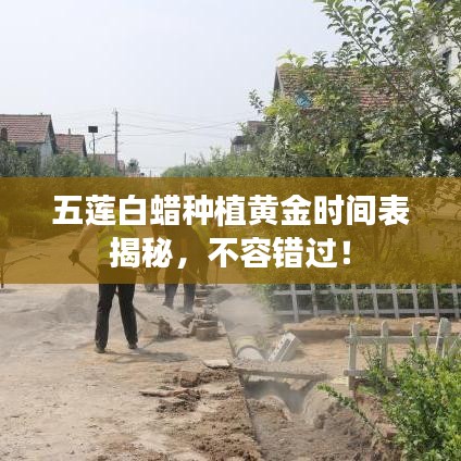五莲白蜡种植黄金时间表揭秘，不容错过！