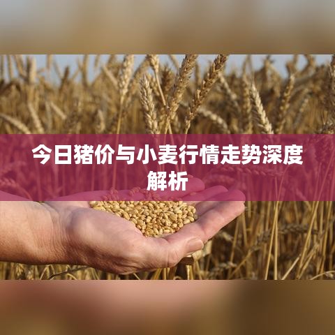 今日猪价与小麦行情走势深度解析