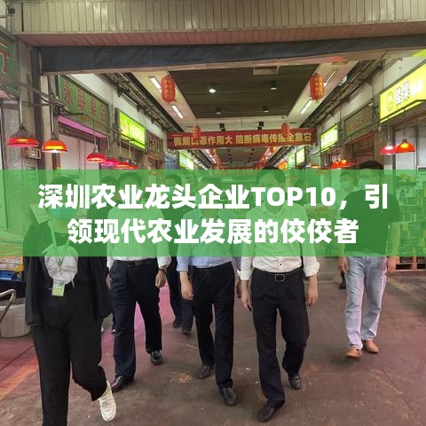 深圳农业龙头企业TOP10,引领现代农业发展的佼佼者