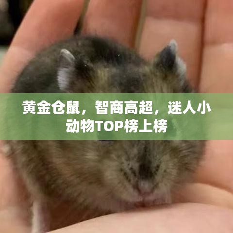 黄金仓鼠,智商高超,迷人小动物TOP榜上榜
