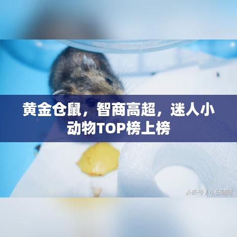 黄金仓鼠,智商高超,迷人小动物TOP榜上榜