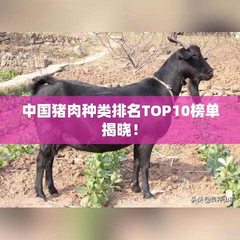 中国猪肉种类排名TOP10榜单揭晓！