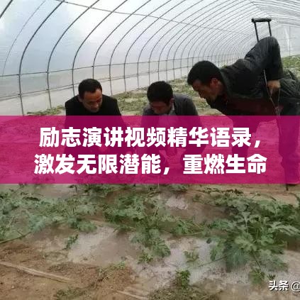 纲挈目张 第4页