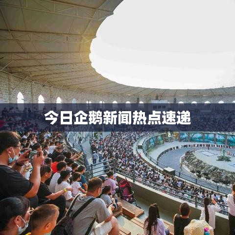 今日企鹅新闻热点速递