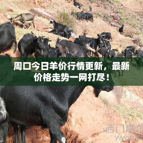 周口今日羊价行情更新，最新价格走势一网打尽！