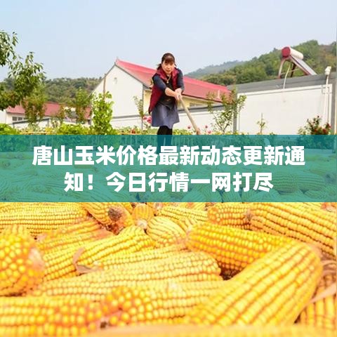 唐山玉米价格最新动态更新通知!今日行情一网打尽