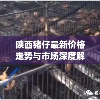 陕西猪仔最新价格走势与市场深度解析