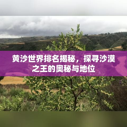 黄沙世界排名揭秘，探寻沙漠之王的奥秘与地位